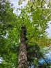 Form