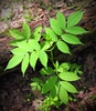Leaves