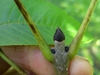 Nearly black buds