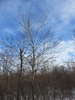 Winter form