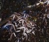 'Raywood' Fall Leaf Close-up