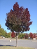 'Raywood' Fall Color Form
