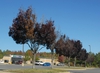 'Raywood' Fall Form Tree Line