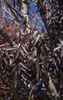 'Raywood' Fall Leaf