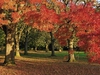 Fall color