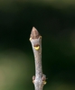 Fraxinus pennsylvanica Bud