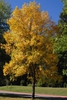 Fraxinus pennsylvanica Fall Color Form