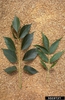 Fraxinus profunda