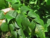 Compound leaves