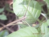 Four-sides stem
