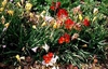 Freesia
