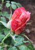 Bud