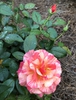 Flower and bud