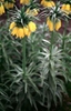 Fritillaria imperialis