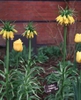 Fritillaria imperialis
