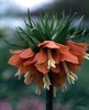Fritillaria imperialis