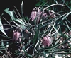 Fritillaria meleagris