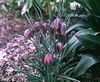 Fritillaria meleagris