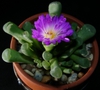 Frithia Pulchra