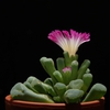 Frithia Pulchra