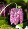 Fritillaria meleagris
