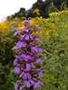 Blue flowers on a spike