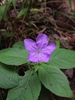 Ruellia caroliniensis