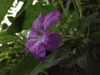 Ruellia caroliniensis