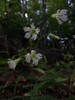 Silene stellata