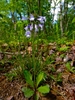 Rosette plant with erect spike of pale lavender flowers.