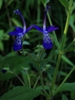 Trichostema dichotomum