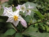 Solanum carolinense