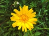 Tragopogon pratensis