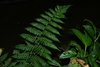 Frond in July in Saül 97314, French Guyana