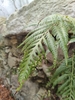 Frond in November Jingzhi, China