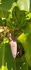 Fruit, flowers and leaves in October in Nayarit, Mexico