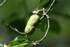 Fruit in July in Huangshan in China