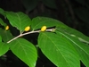 Fruit in July in Zhejiang, China