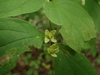 Fruit in July in Rutherford County, Tennesse