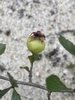 Fruit in July