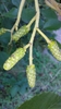 Fruit in June in Heilbronn, Germany