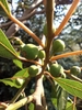 Fruits in June in Himachal PRadesh, India