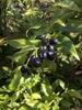 Fleshy Purple berries in March in Surrey, England