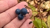 Fruit in October in Lake County, Minnesota