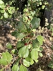 Fruit & Leaves in October in Merkez, Turkey
