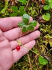 Fruit in October in Pierce County, Washington