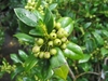 Unripe green berries in September in Merrifield, Virginia