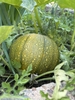 Fruit in September in Flagstaff, Arizona
