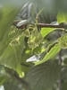 Fruit in September in Shizuoka Prefecture, Japan