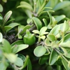 Buxus_microphylla